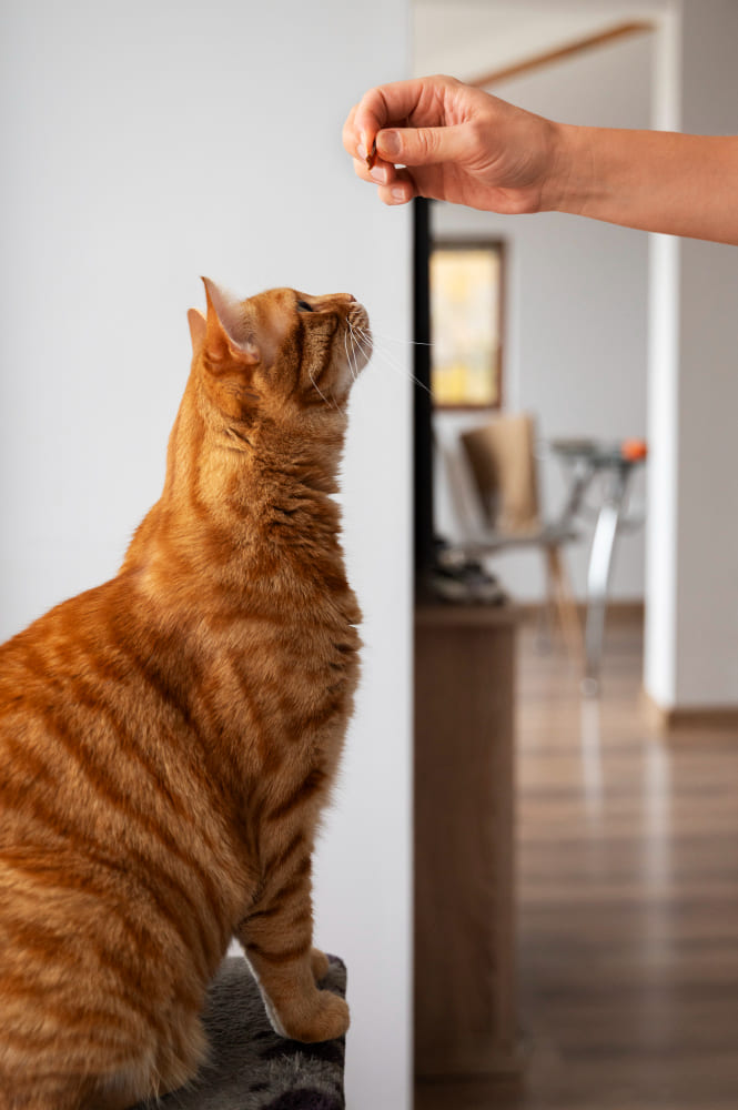 Gato adiestrado contacto Ladra y aprende
