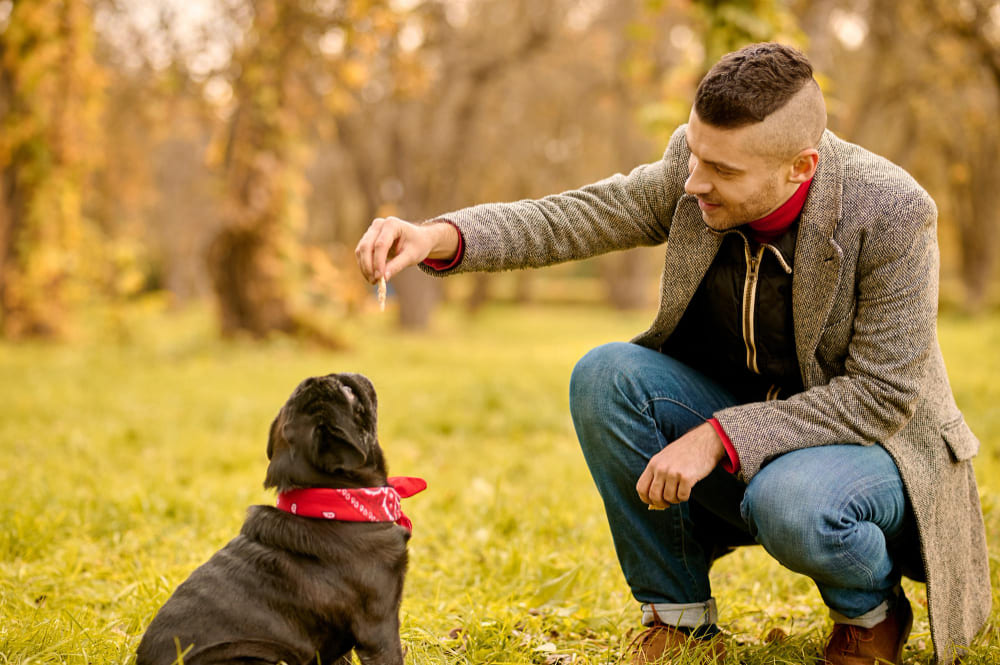 quienes somos Visión Ladra y Aprende hombre y perro