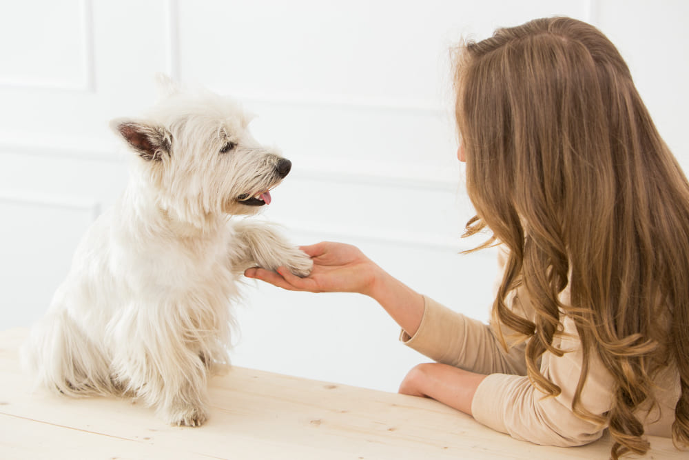 Consejos para el adiestramiento básico de perros