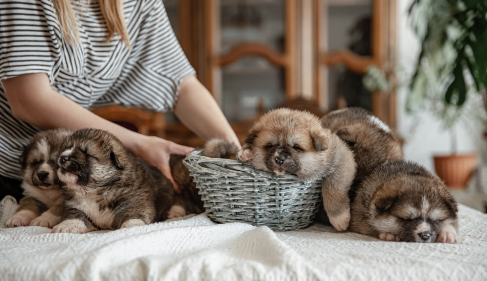Socialización para Cachorros Ladra y Aprende